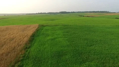 Flight over meadow Stock Footage 99118787