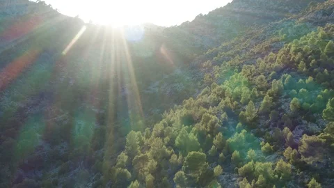 Flight over mediterranean forest with Sunshine Stock Footage 115514097