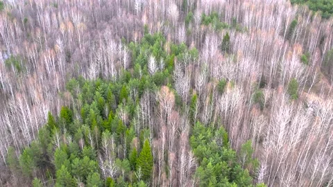 Flight over mixed forest. Birds eye view Stock Footage 195298023