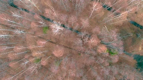 Flight over mixed forest with crossing channels top-down view Stock Footage 195298425