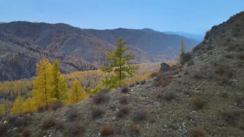 Flight over the mountain and the fabulous autumn forest Video stock 147242064