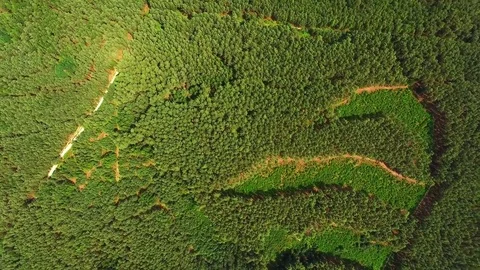 Flight over mountain forest. Nature from above. Video stock 71223575