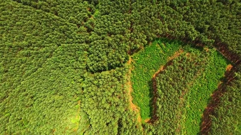 Flight over mountain forest. Nature from above. Stock Footage 71224104