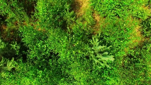 Flight over mountain forest. Nature from above. 스톡 동영상 71224167