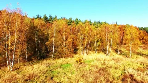 Flight over mountain forest. Nature from above. Vídeo Stock 71928768