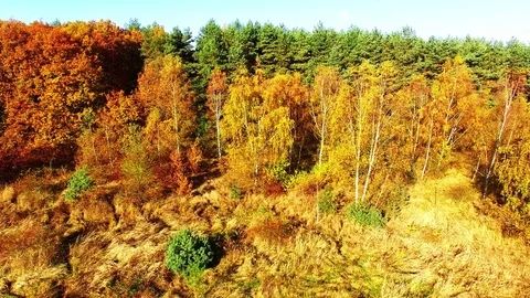 Flight over mountain forest. Nature from above. Video stock 71929973
