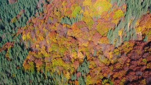 Flight over the mountain forests with colorful autumn trees Stock Footage 120432133