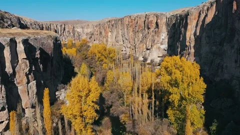 Flight over mountain trees in the gorge Stock Footage 169224082