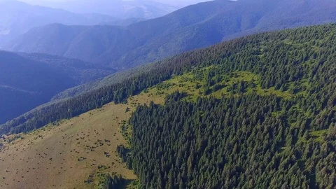 Flight over the mountains with beautiful pine forest Stock Footage 80601960