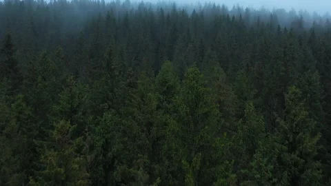 Flight over mountains covered with coniferous forest. Mist rises over the Stock Footage 165170655