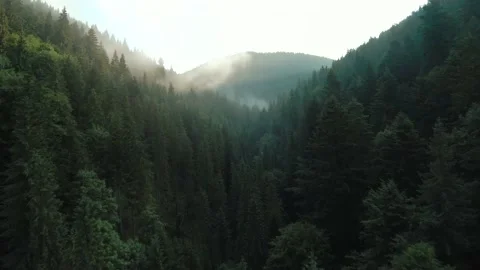 Flight over mountains covered with coniferous forest. Fog and sun over the trees Stock Footage 168557769
