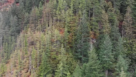 Flight over the mystical mountain forest Stock Footage 239107222