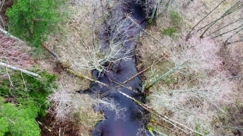 Flight over a natural forest river in the spring leafless period. Top-down view. Video stock 305385834