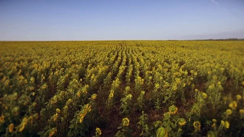 Flight over the neat rows of sunflower Video stock 113349214