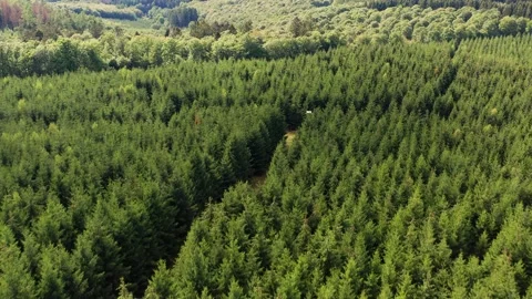 Flight over a needle forest trough a mixed forest from above in the summer Stock Footage 142318975