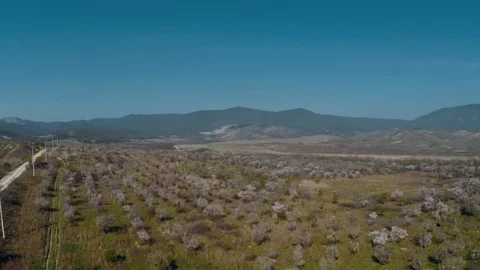 Flight over the old abandoned blooming almond orchard Stock Footage 91397353