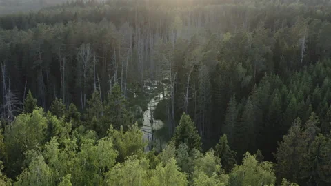 Flight over old growth boreal forest with dead trees in beaver flooded. Video stock 203788601