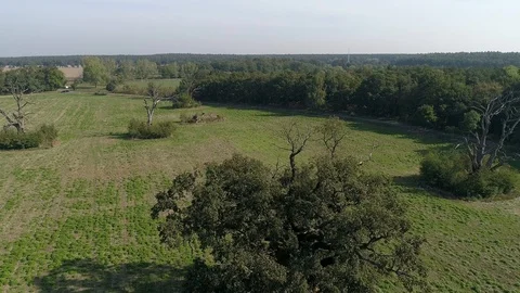Flight over an old oak tree Stock Footage 123655155