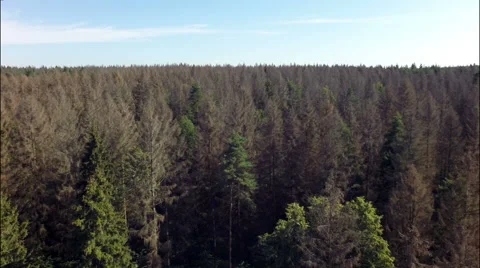 Flight over old,dry, dead forest, a lot of dry trees Stock Footage