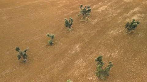 Flight over olive trees growing on red soil in Italy Stock Footage 263241288