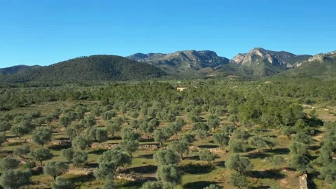 Flight over Olive trees, Tarragona, Spain Stock Footage 237468862