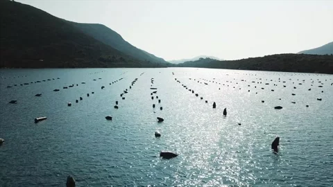 Flight over oyster farm Stock Footage 256474706