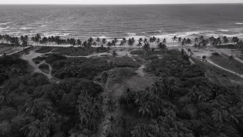 Flight over palm trees, beach and ocean. BW color. Tropical coastline. Drone Stock Footage 273655036