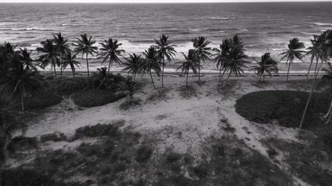 Flight over palm trees, beach and ocean. BW color. Tropical coastline. Drone Stock Footage 273655099