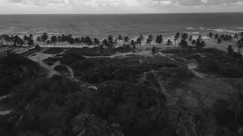 Flight over palm trees, beach and ocean. BW color. Tropical coastline. Drone Stock Footage 273655218