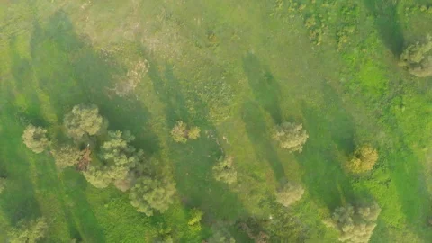 Flight over park and trees from bird's point of view Stock Footage 115082049