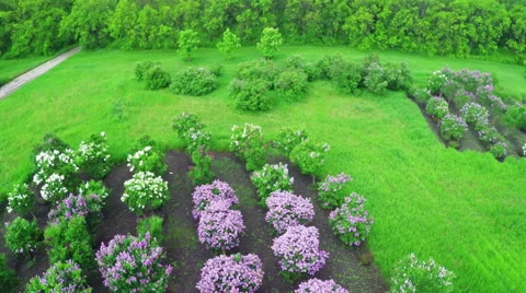 Flight over the Park. Stock Footage 64535534