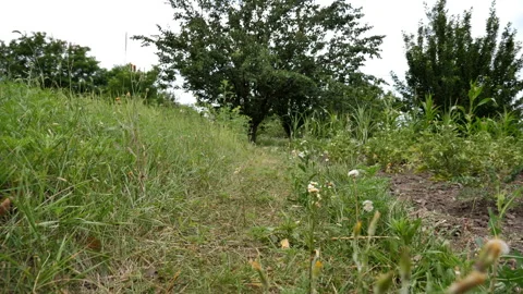 Flight over the path to the cottage in the garden. Slow motion Stock Footage 135173493