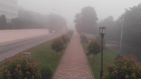 Flight over a path in a foggy park Stock Footage 95647800