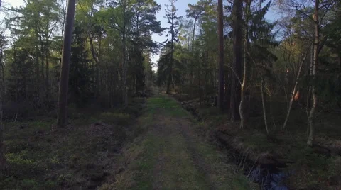A flight over a path in a forest 001 Video stock 63973694