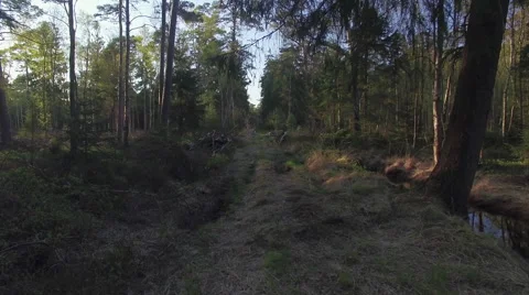 A flight over a path in a forest 003 Video stock 63975374