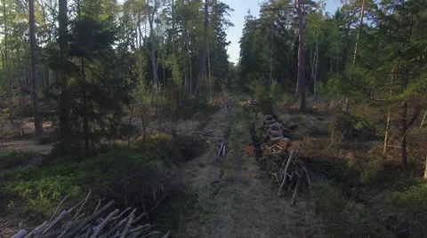 A flight over a path in a forest 004 Video stock 63975582
