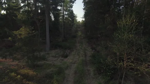 A flight over a path in a forest 006 Video stock 63975817