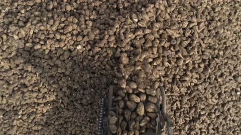 Flight over a pile of sugar beets. The process of unloading licorice. Video stock 144887943