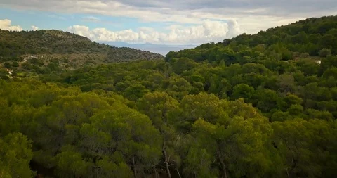Flight over pine forest of Aegina island, Greece with dramatic sky. Stock Footage 88480203