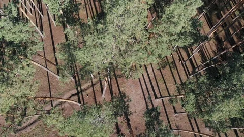 Flight Over the Pine Forest, Dawn in the Forest, Long Shadows Stock Footage 98644472