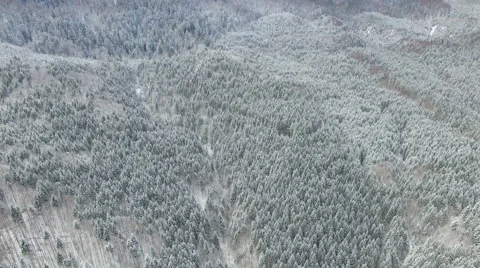 Flight over the pine forest in the fog in winter 03 Video stock 59122685