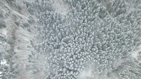 Flight over the pine forest in the fog in winter 02 Stock Footage 59122822