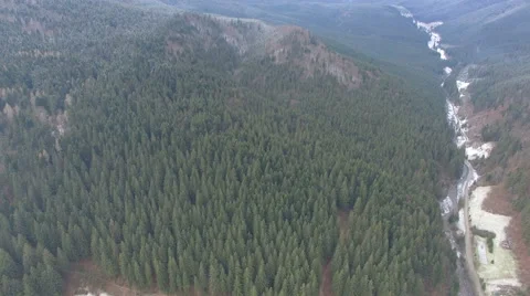 Flight over the pine forest Stock Footage 59780895