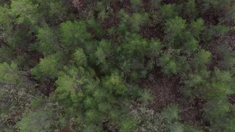 Flight over the pine forest Stock Footage 137959207