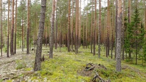 Flight over the pine forest. View from above. Aerial photography Stockbeeldmateriaal 94419906