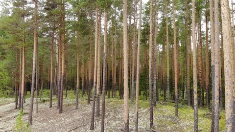Flight over the pine forest. View from above. Aerial photography Stock Footage 94420636