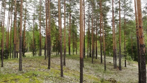 Flight over the pine forest. View from above. Aerial photography 動画素材 94420638