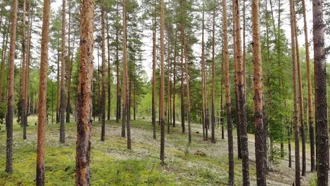 Flight over the pine forest. View from above. Aerial photography Vídeo Stock 94420686