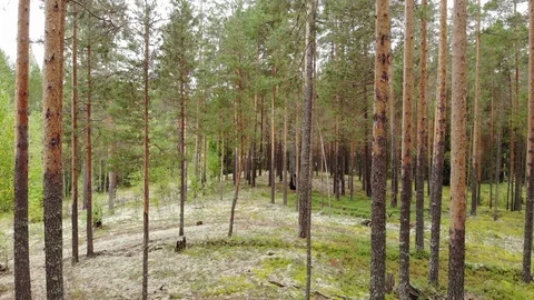 Flight over the pine forest. View from above. Aerial photography Stockbeeldmateriaal 94420767