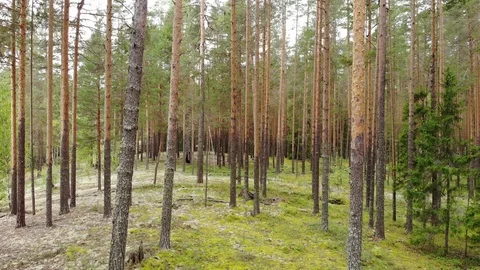 Flight over the pine forest. View from above. Aerial photography Stock Footage 94421023